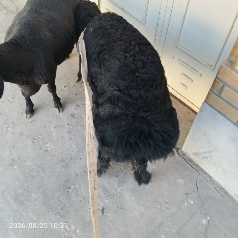 Ona bola qoʻy sotiladi 6 Ona bola qoʻy sotiladi 6