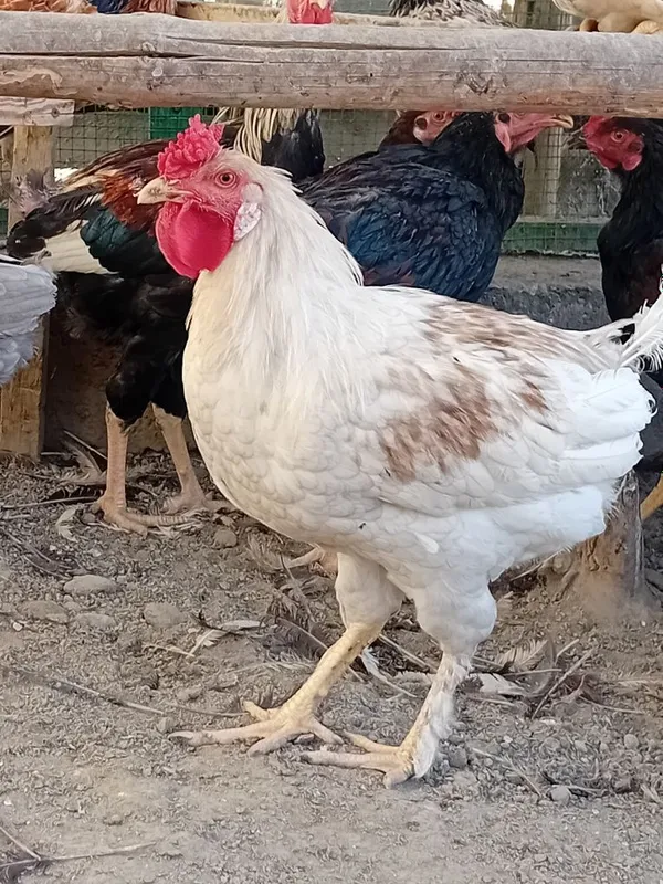 Xòrozlar sotiladi 5 Xòrozlar sotiladi 5