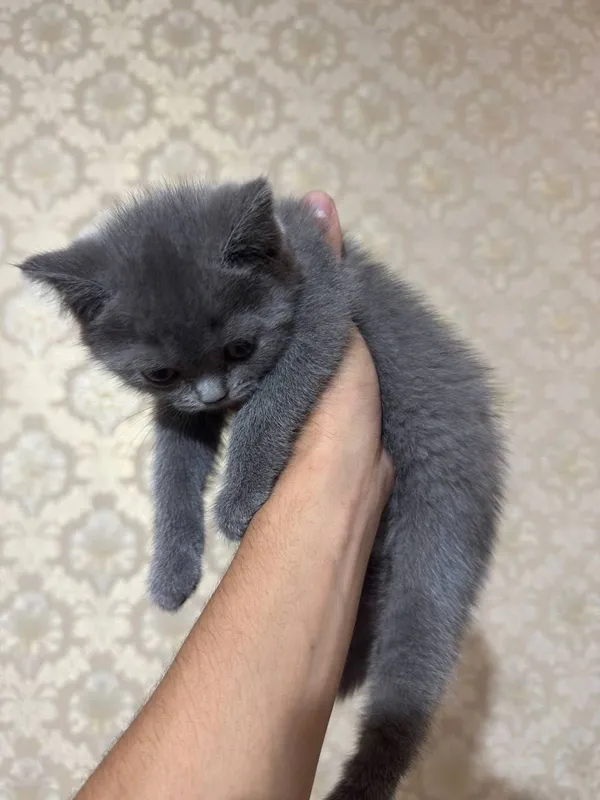 кошка British blue