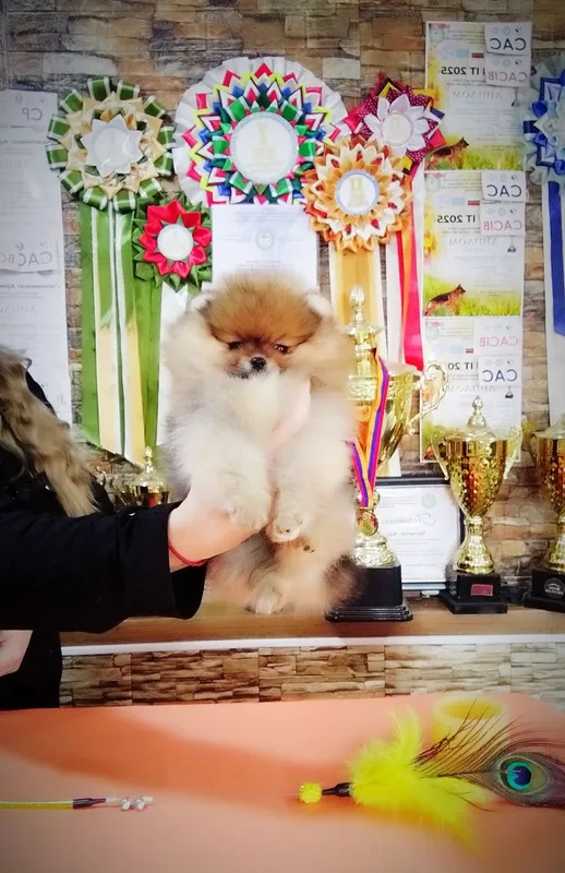 Щенки померанского шпица — фото 1