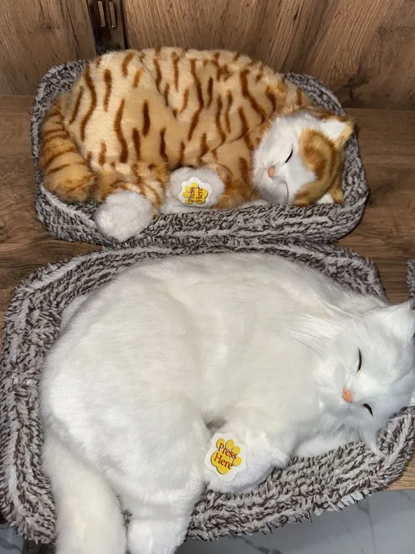Котики для автомобиля 6