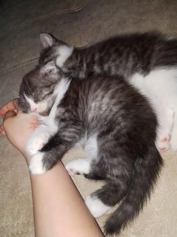 Скотиш фолд мальчик 3