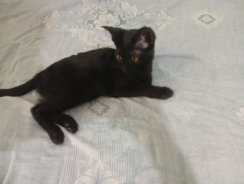 Котята 2 Котята 2
