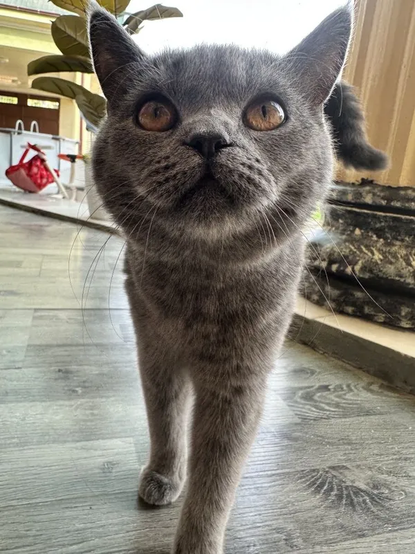 Мушук Скоттиш страйт 1 Мушук Скоттиш страйт 1