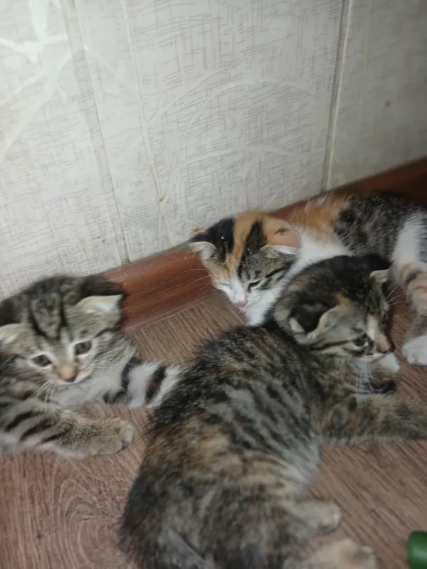 muahikni ismi Nala Onasi 1yosh,zotdor mushuk — фото 3