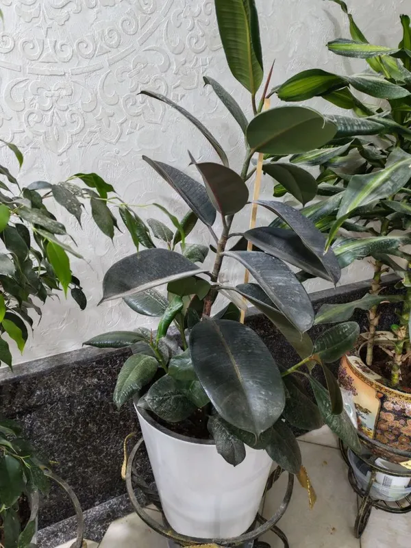 Gullar sotiladi. Hammasi sog’lom. — фото 6