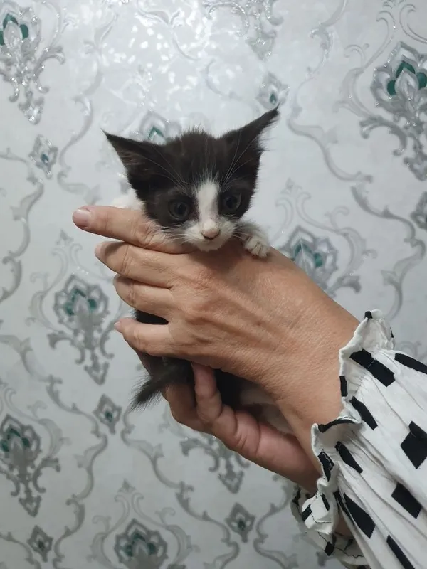 Котята в хорошие руки 3 Котята в хорошие руки 3