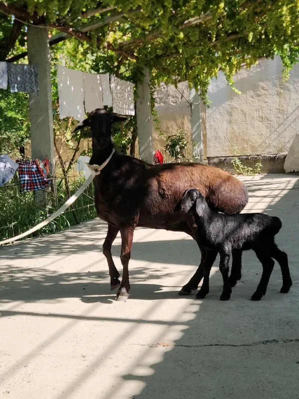 Chista super elita quy sotiladi ena bola 2 chi qorin urğochi 2