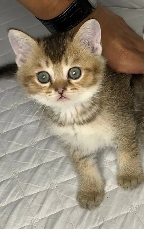 котёнок залотой шиншилла — фото 2 котёнок залотой шиншилла — фото 2