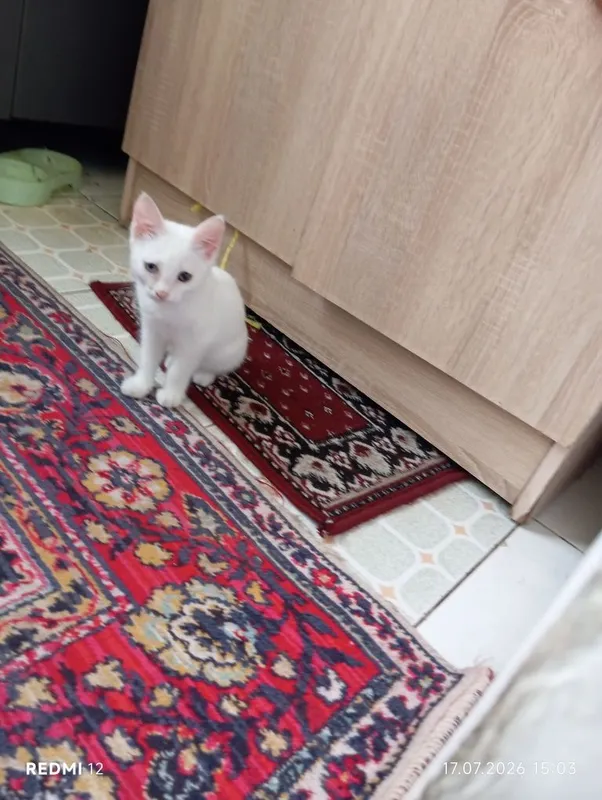 Уй мушуги бераман Уй мушуги бераман
