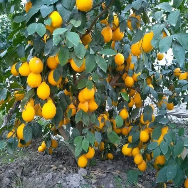 Лимон кўчатлари сотилади
