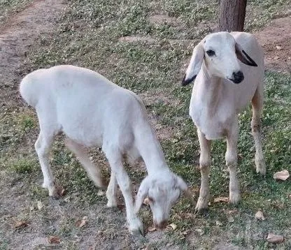 Эгиз кучкорлар сотилади. 7 Эгиз кучкорлар сотилади. 7
