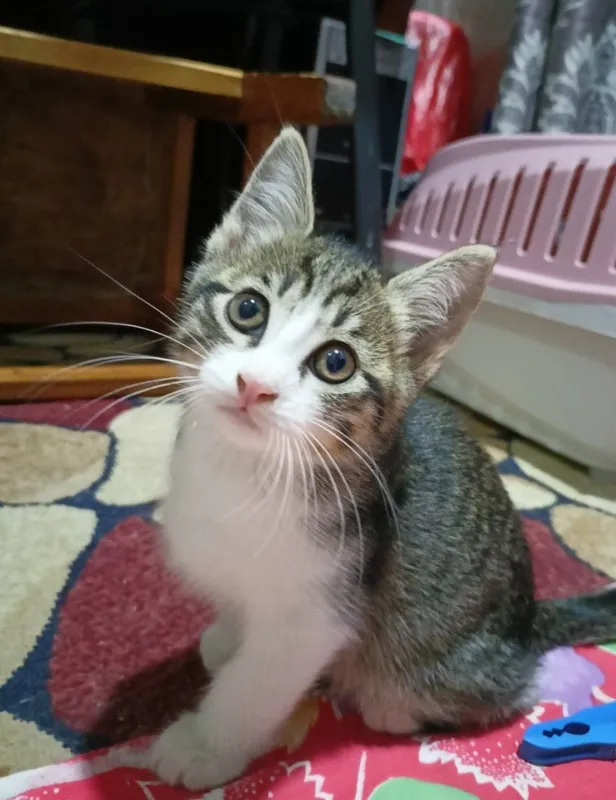 Пристраивается котята — фото 1