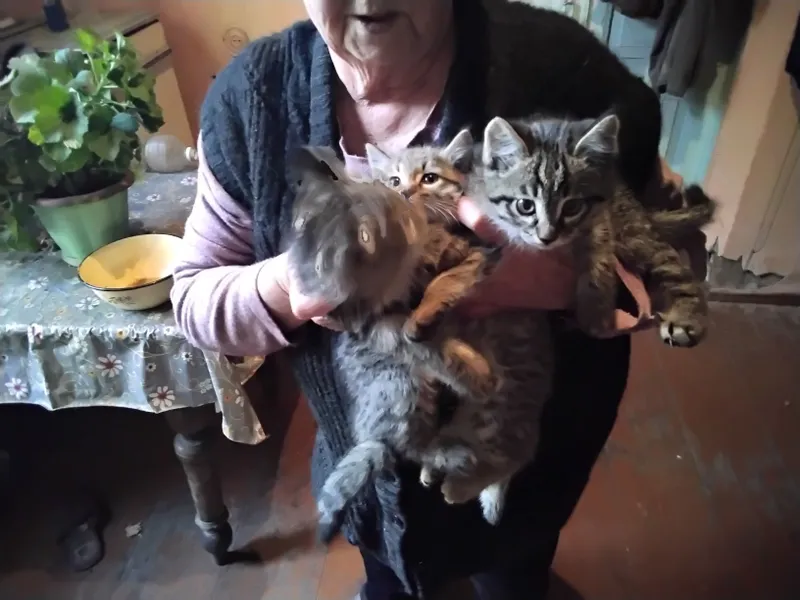Отдам даром котят