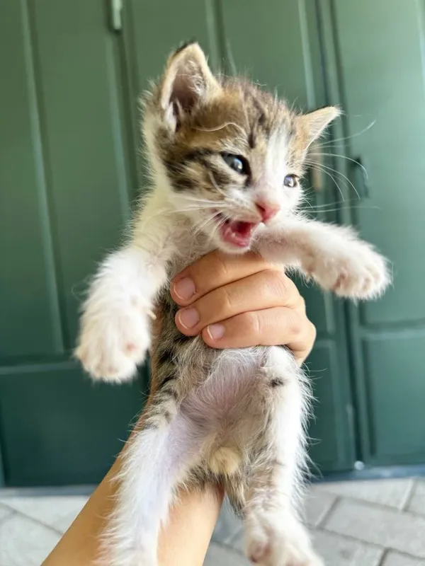 Котята на хорошие руки( хадияга мушук) 3 Котята на хорошие руки( хадияга мушук) 3