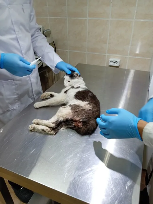 Hayvonlarga veterinar xizmati Hayvonlarga veterinar xizmati