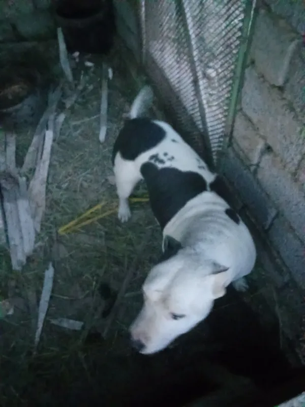 Urgochi pitbul 4 marta tuqan 6 Urgochi pitbul 4 marta tuqan 6