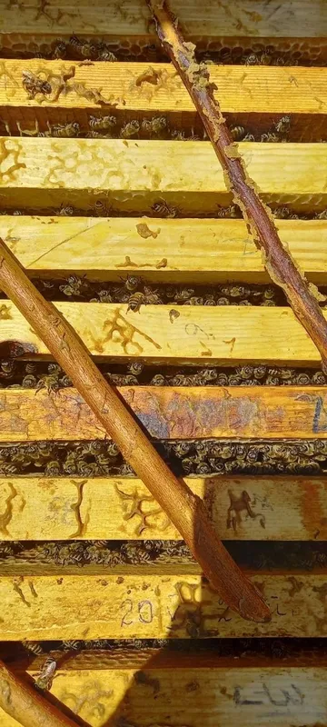 Asalari oilasi sotiladi 4