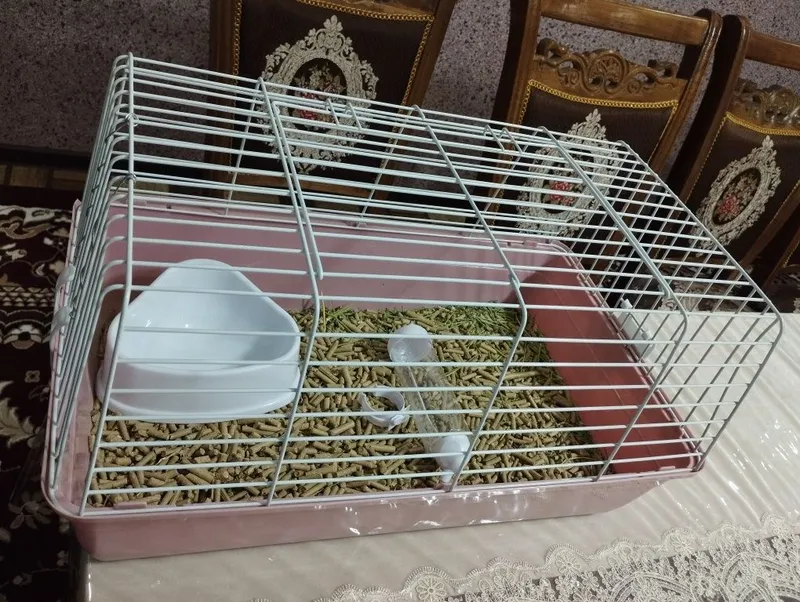 Quyon ini sotiladi 1 Quyon ini sotiladi 1
