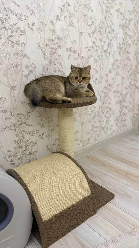 Скотч фолд оригинал мушук зотли — фото 1