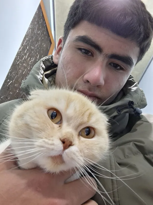 Scottish Fold mushuk sotiladi 2 Scottish Fold mushuk sotiladi 2