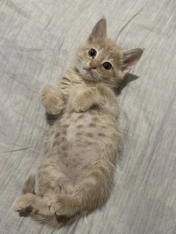 Отдам котят в ответственные руки 2
