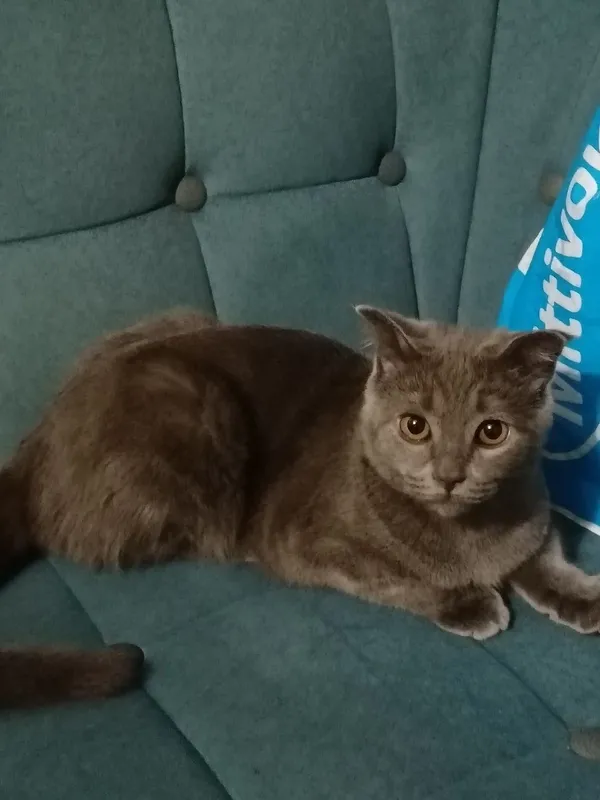 Mushuk Scottish Fold, ozoda, toza boqilgan 5 oylik 2 Mushuk Scottish Fold, ozoda, toza boqilgan 5 oylik 2