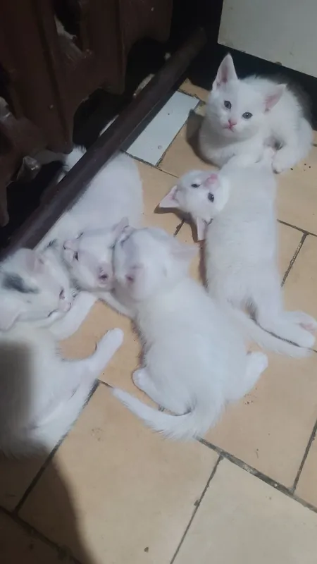 Продам котят белых! — фото 2