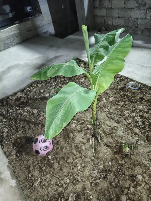 Banan sotiladi 1 metrdan balandro +-