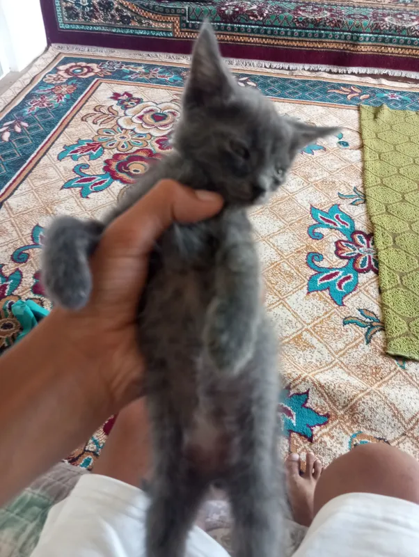 Котёнок 100 тысяч, серый, отлучён от молока, Фергана Кувасай 3 Котёнок 100 тысяч, серый, отлучён от молока, Фергана Кувасай 3