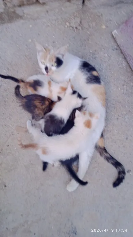 Отдам котят в добрые 1 Отдам котят в добрые 1