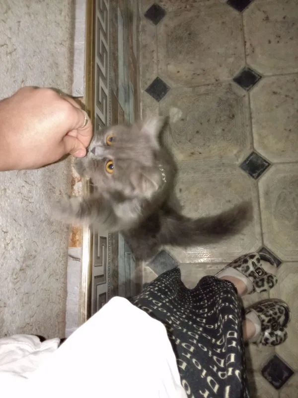 mushuk zotli sotiladi jinsi erkak aqilli oynoqi