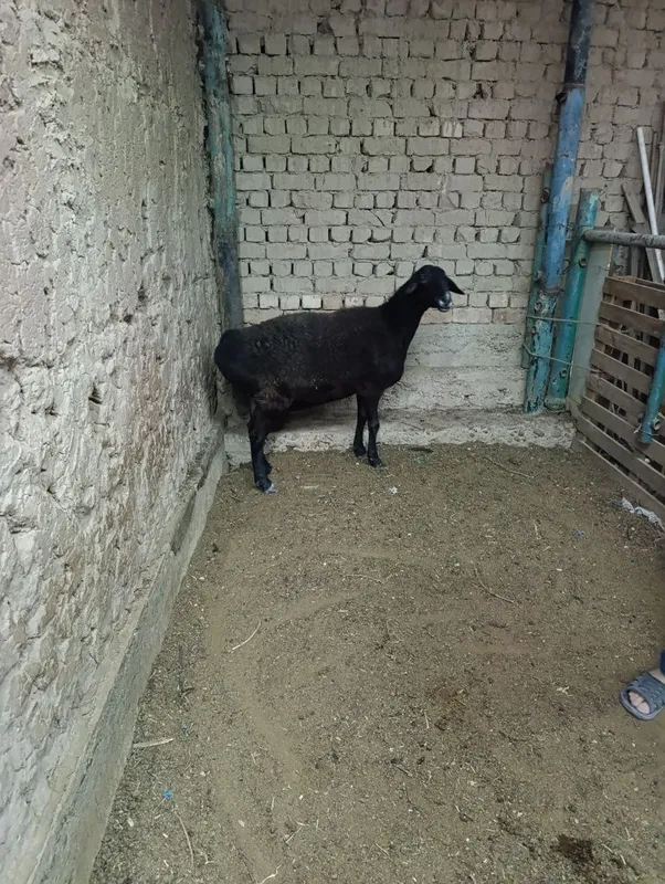Soliq sotiladi sirochnik 3 Soliq sotiladi sirochnik 3