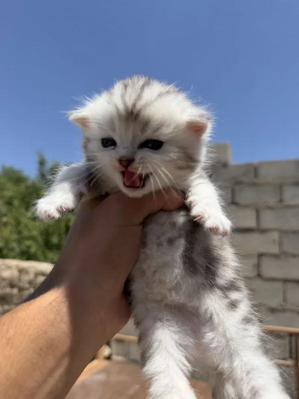 Scottish fold mushuklar sotiladi — фото 3