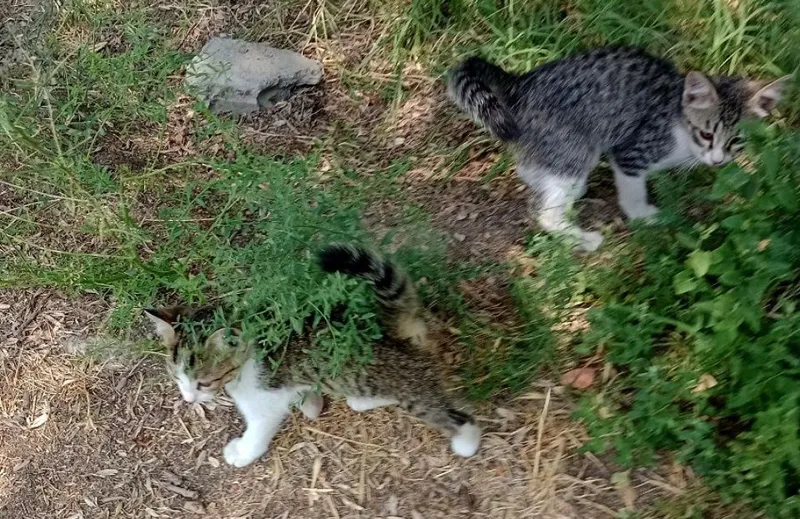 Котята,мальчики,девочки 6 Котята,мальчики,девочки 6