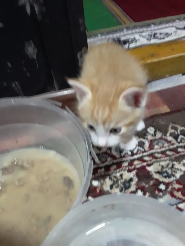 Котята в добрые руки 2