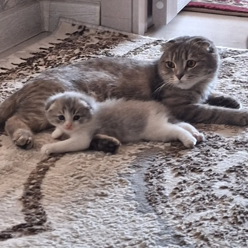 Кошка Scottish Fold. Мама и котёнок.