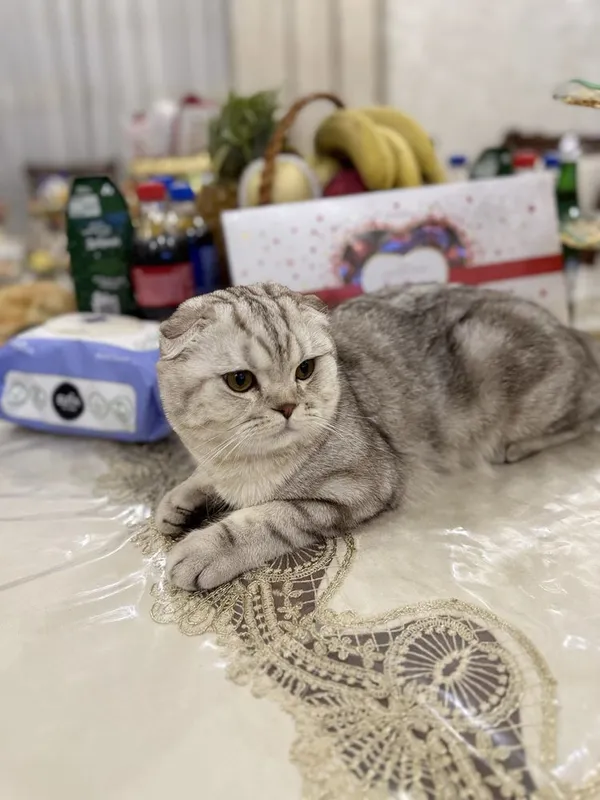 1 ёш скотиш фолд