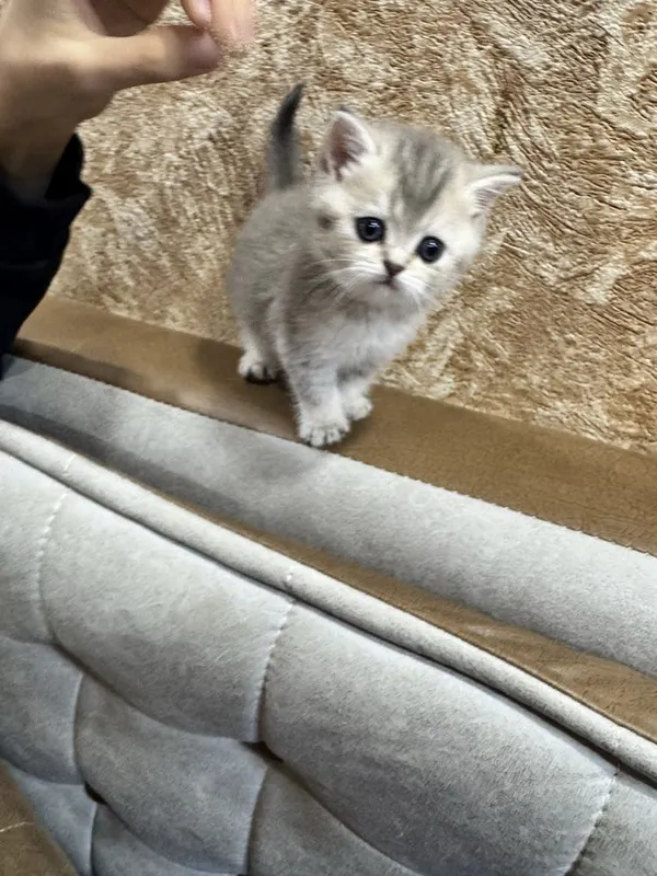 Продается чудо котенок, британский мальчик