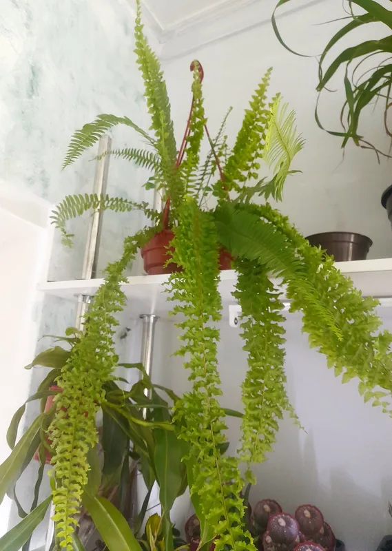 Falkata paporotnigi
(Xitoy) 2