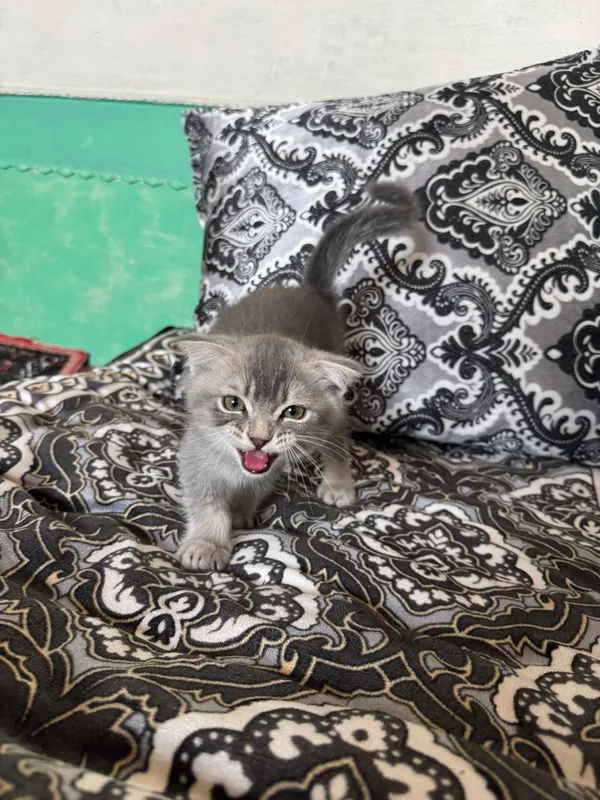 Котенок SCOTTISH FOLD 3 Котенок SCOTTISH FOLD 3