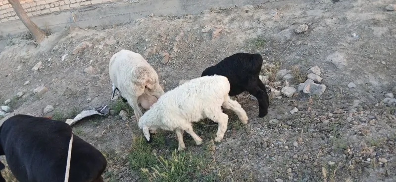 Коракулок егизакчи