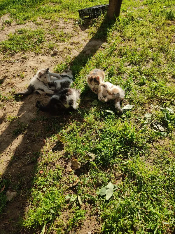 котята в добрые руки