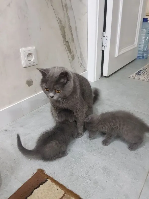 Кошка и ее котята продаются. — фото 3