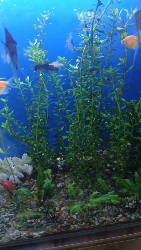 Водоросли 1 Водоросли 1