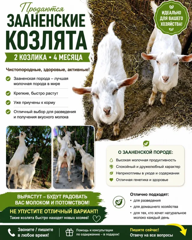 Зааненские козлята Зааненские козлята