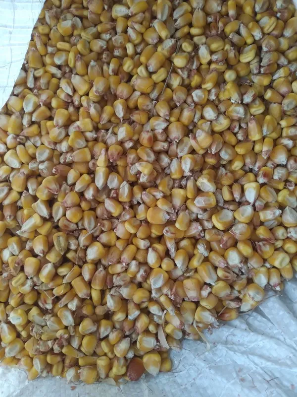 Makka don sotiladi
