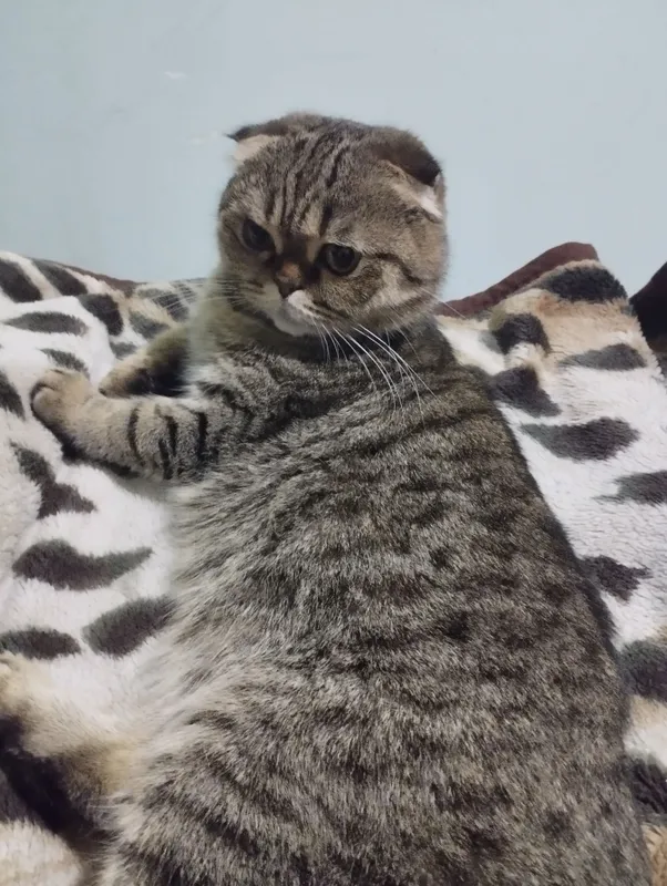кошка