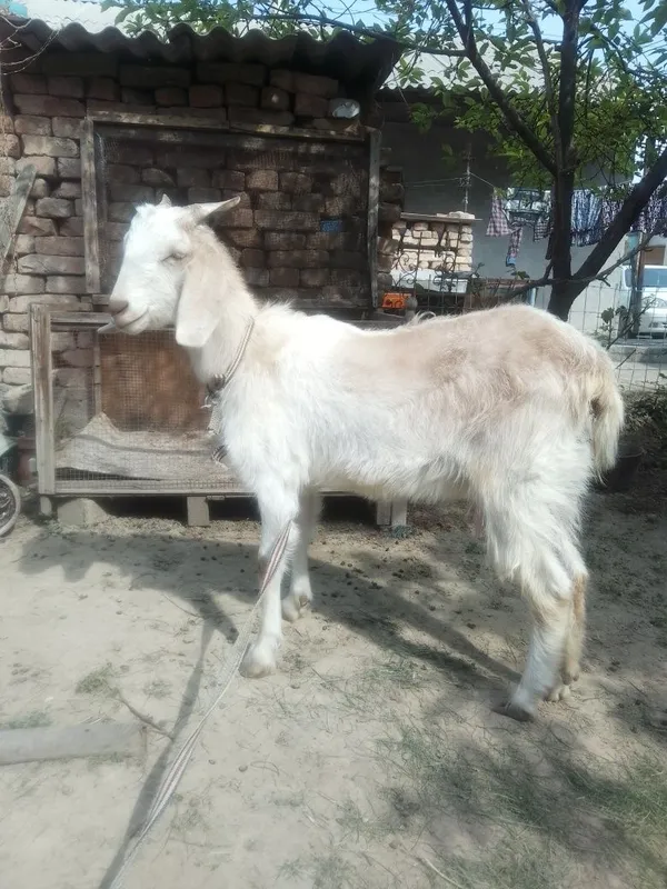 Коза пародистая 1 — фото 1