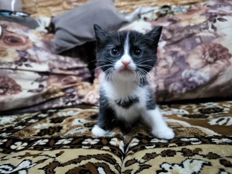 Котята вислоухие Скоттиш-фолд (вислоухие) и скоттиш-страйт (прямоухие — фото 5